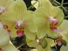 Orchidee2.JPG